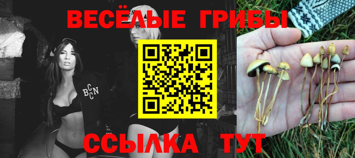 Псилоцибиновые грибы Cubensis Сланцы